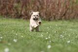 LHASSA APSO 283